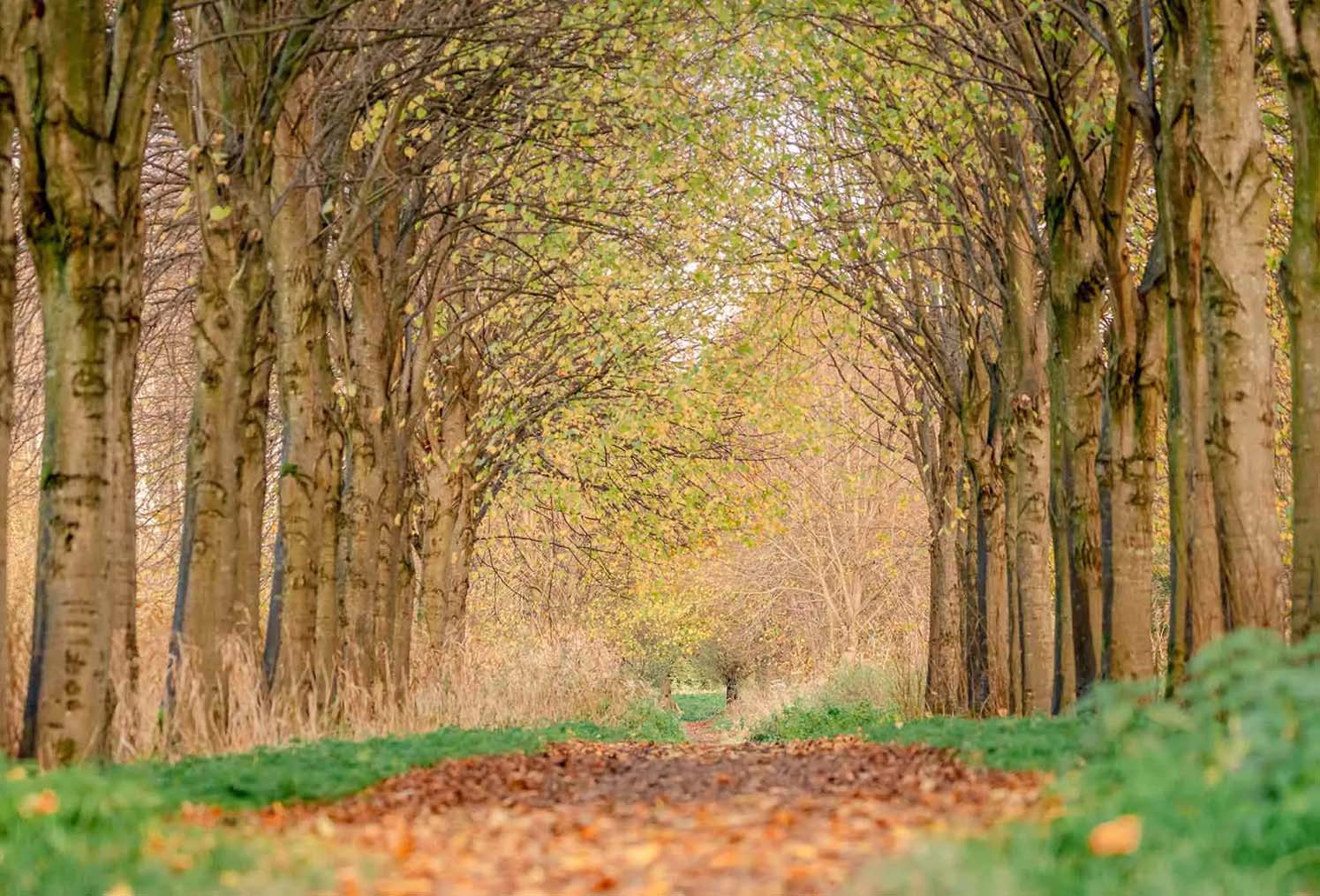 Buitenavonturen in Dordrecht: Natuurlijke Wonderen Rondom de Stad